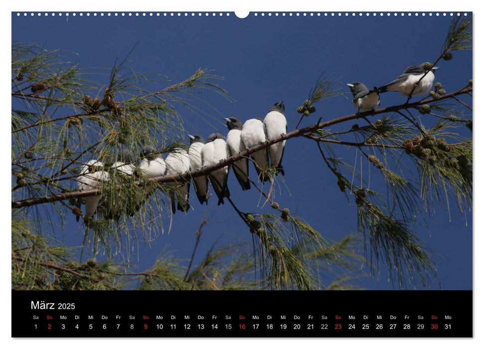 Australien durch die Mitte (CALVENDO Wandkalender 2025)