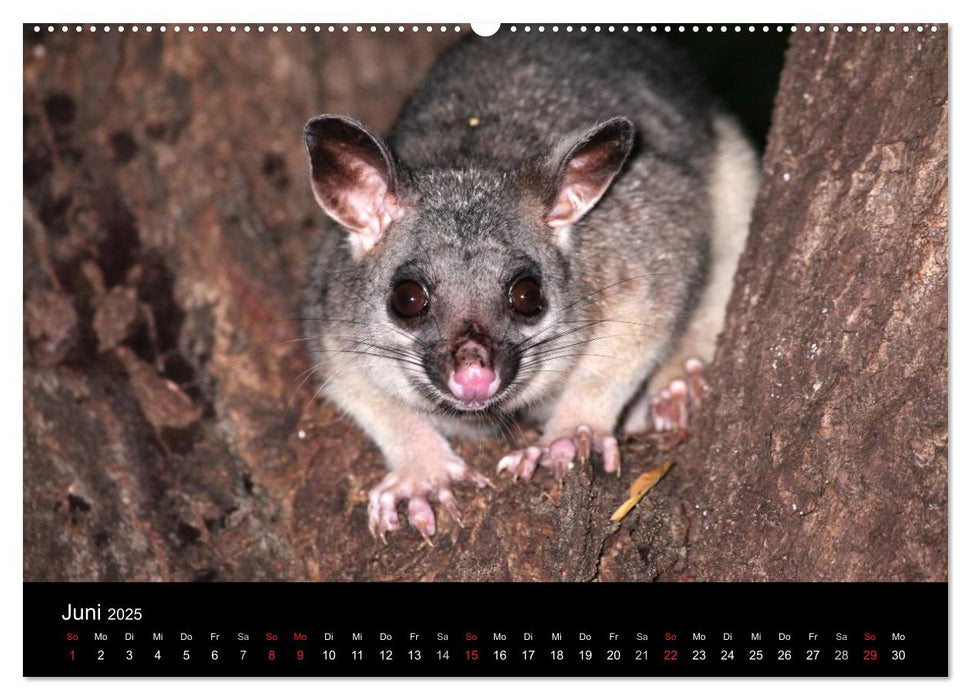 Australien durch die Mitte (CALVENDO Wandkalender 2025)