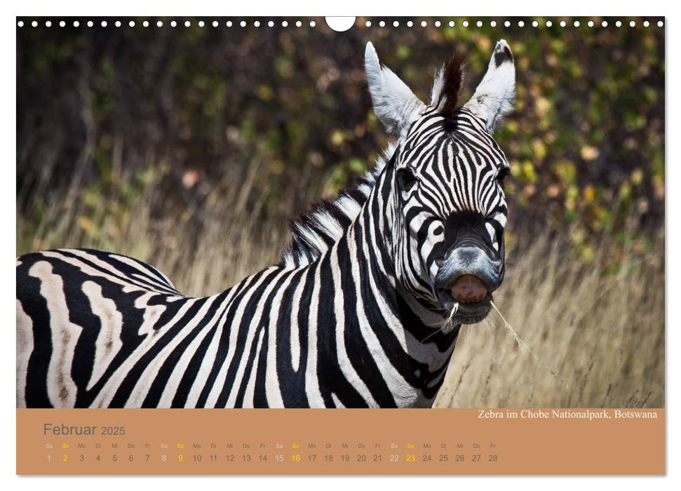 Afrika Impressionen. NAMIBIA - SÜDAFRIKA - BOTSWANA (CALVENDO Wandkalender 2025)