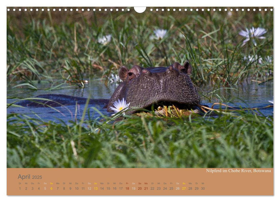 Afrika Impressionen. NAMIBIA - SÜDAFRIKA - BOTSWANA (CALVENDO Wandkalender 2025)