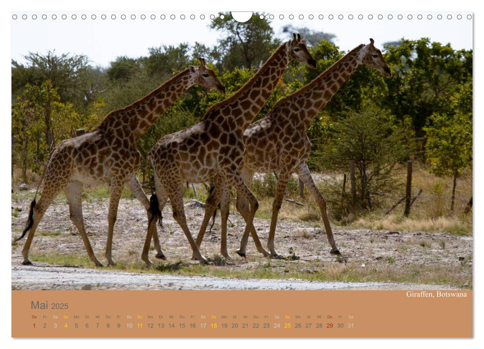 Afrika Impressionen. NAMIBIA - SÜDAFRIKA - BOTSWANA (CALVENDO Wandkalender 2025)