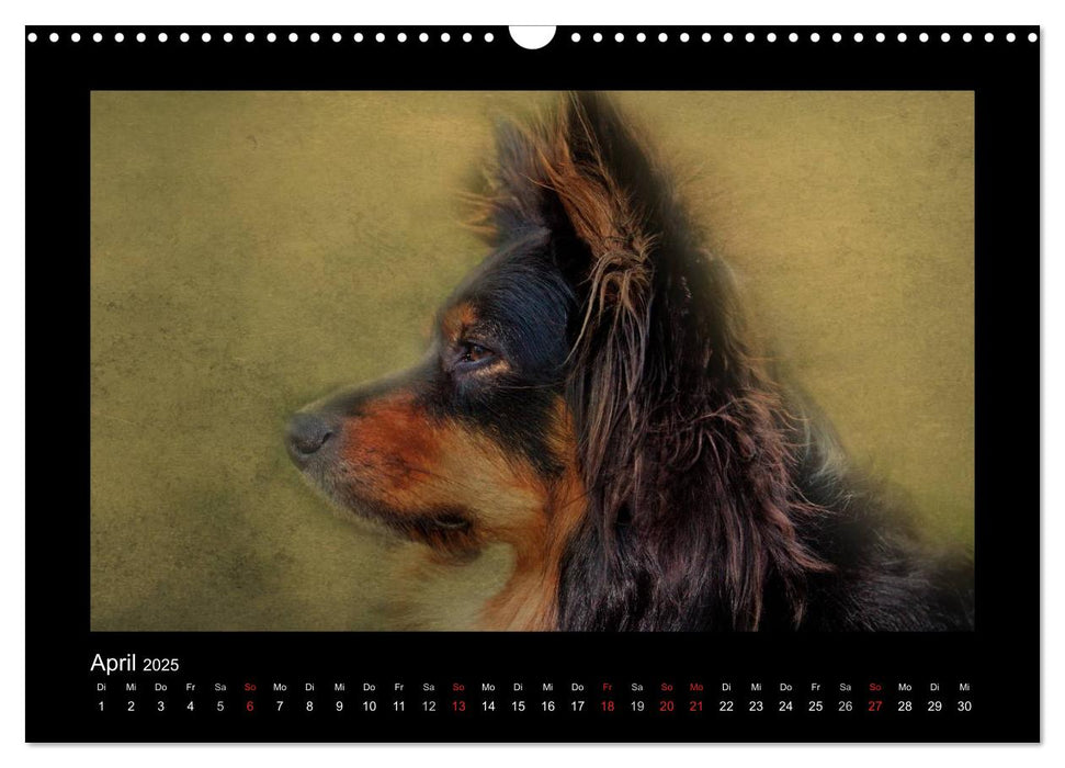 Animals (CALVENDO Wandkalender 2025)