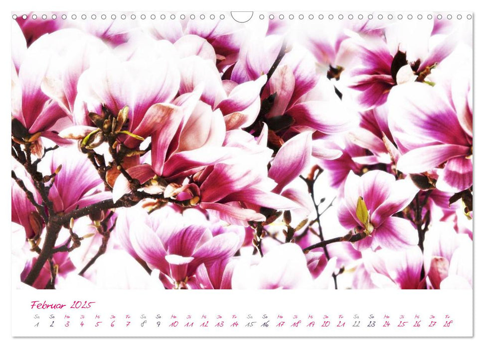 Momente in Rosa (CALVENDO Wandkalender 2025)