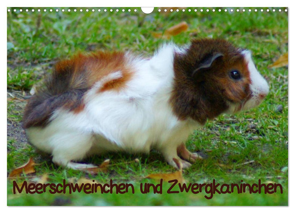 Meerschweinchen und Zwergkaninchen (CALVENDO Wandkalender 2025)