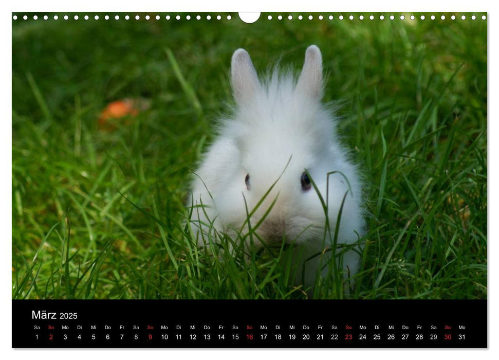 Meerschweinchen und Zwergkaninchen (CALVENDO Wandkalender 2025)