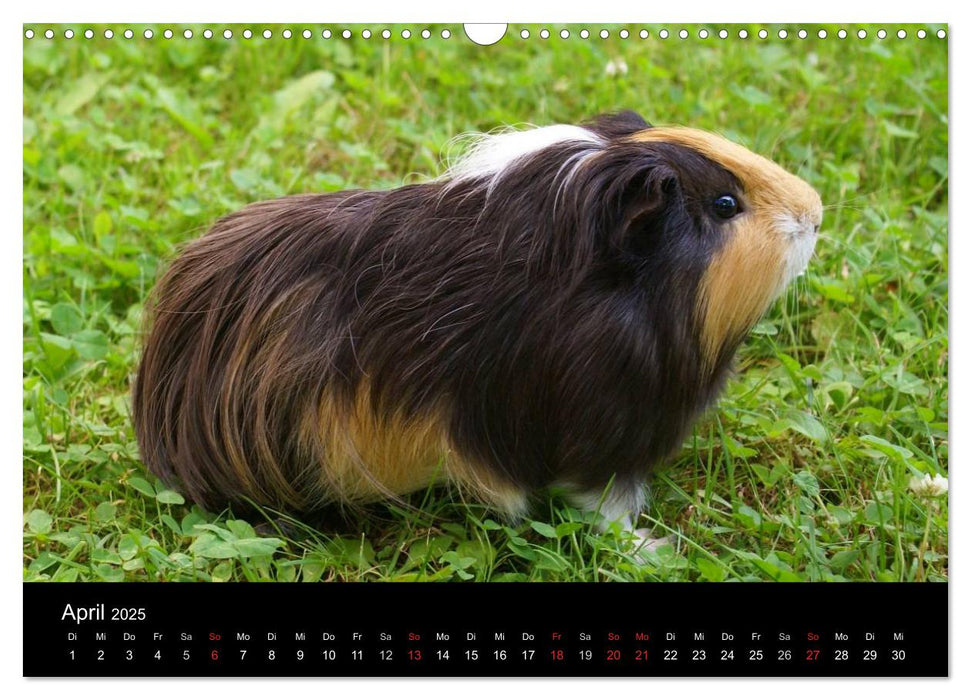 Meerschweinchen und Zwergkaninchen (CALVENDO Wandkalender 2025)