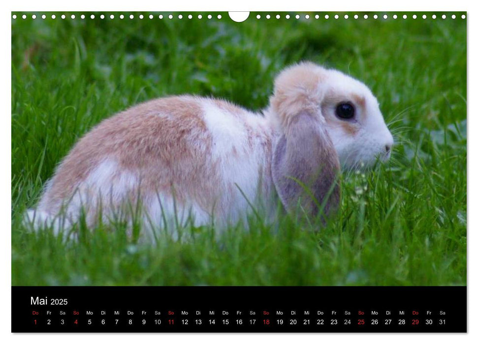 Meerschweinchen und Zwergkaninchen (CALVENDO Wandkalender 2025)