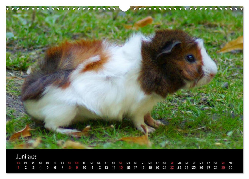 Meerschweinchen und Zwergkaninchen (CALVENDO Wandkalender 2025)