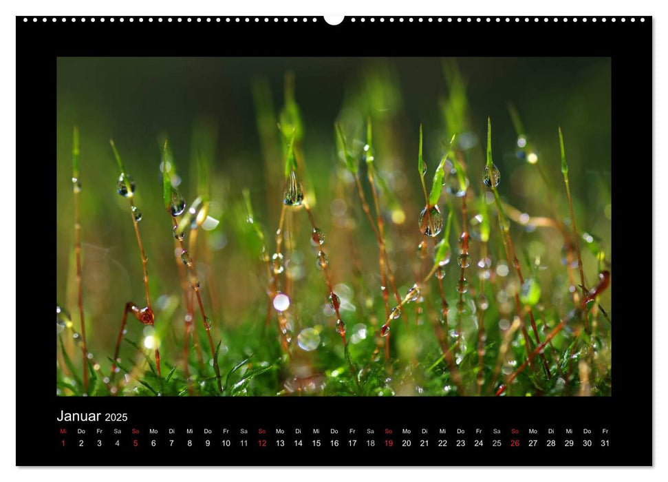 Meine kleine grüne Wassertropfen Welt (CALVENDO Premium Wandkalender 2025)