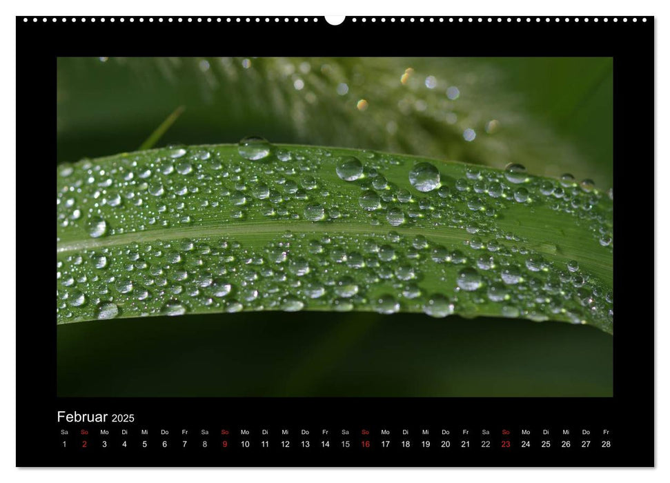 Meine kleine grüne Wassertropfen Welt (CALVENDO Premium Wandkalender 2025)