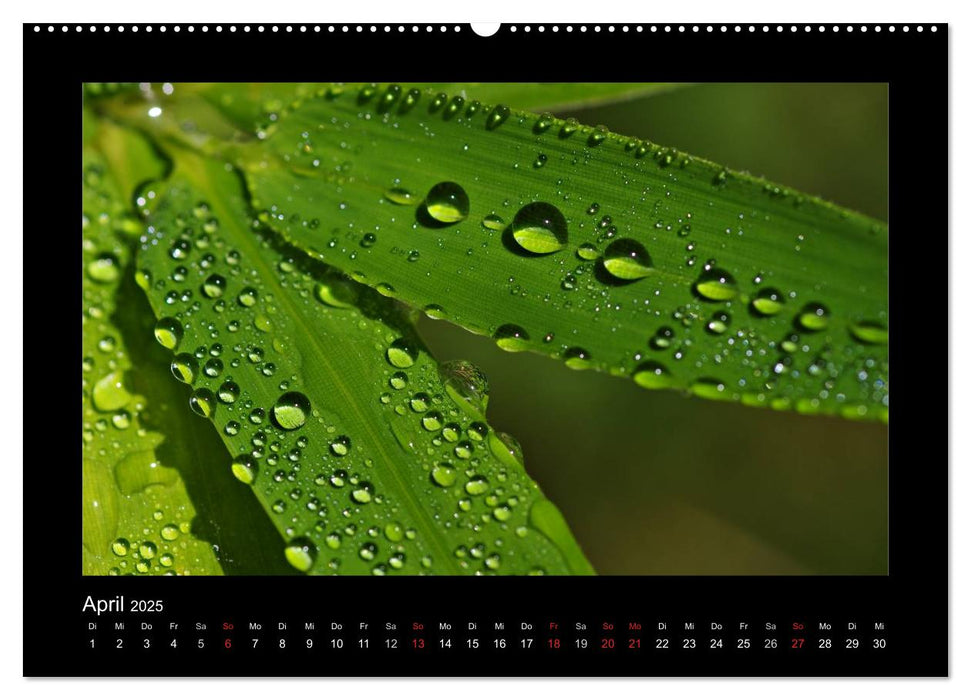 Meine kleine grüne Wassertropfen Welt (CALVENDO Premium Wandkalender 2025)