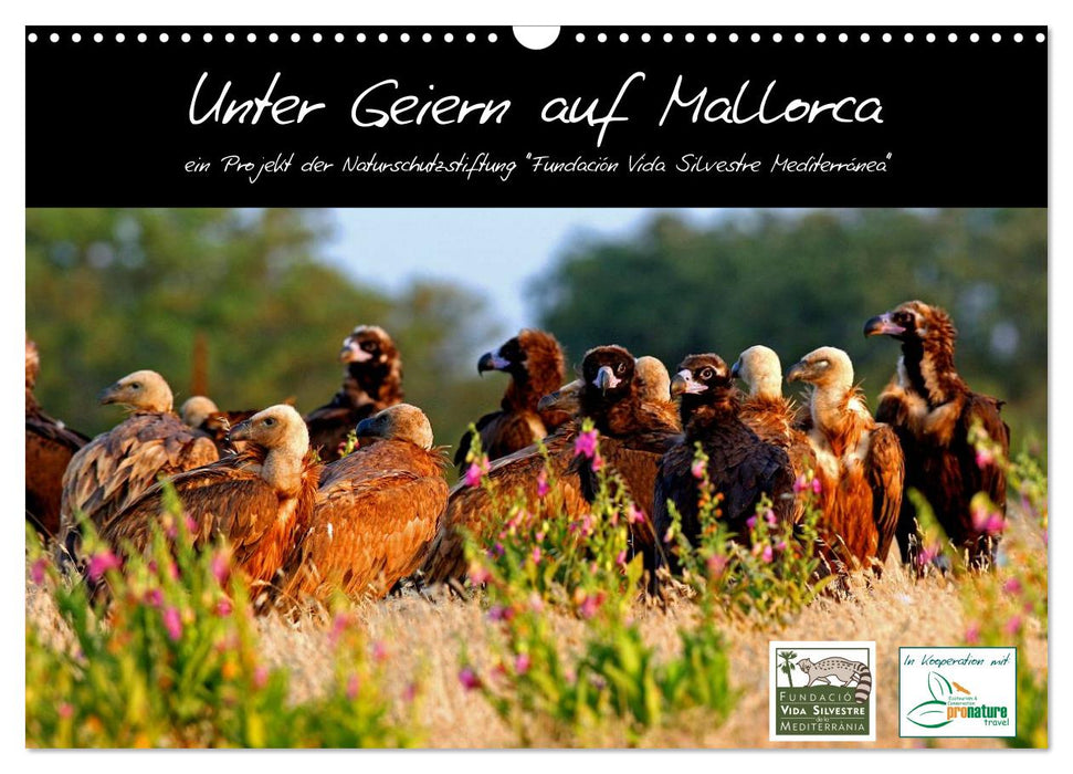Unter Geiern auf Mallorca: Ein Projekt der Naturschutzstiftung Vida Silvestre Mediterránea (CALVENDO Wandkalender 2025)