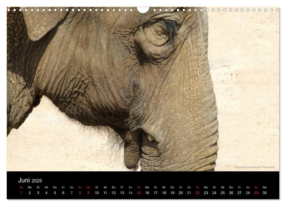 SRI LANKA (CALVENDO Wandkalender 2025)