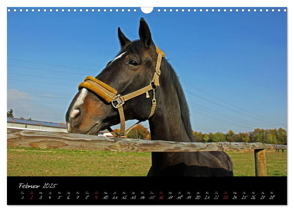 Pferdegeflüster (CALVENDO Wandkalender 2025)