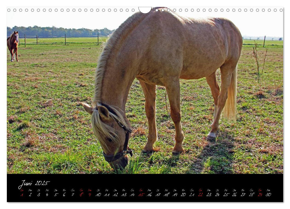 Pferdegeflüster (CALVENDO Wandkalender 2025)