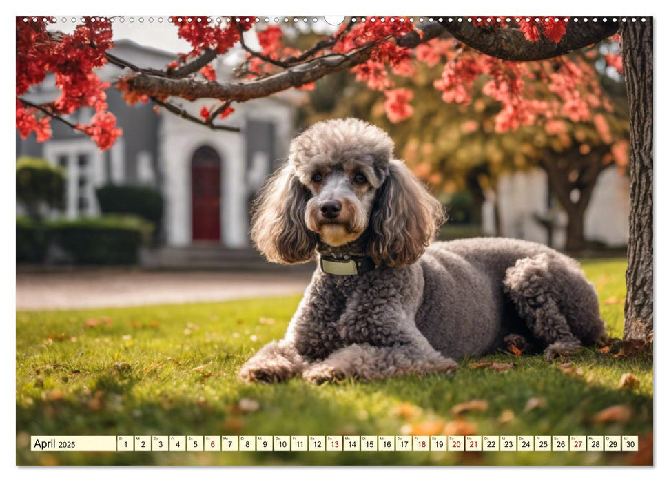 Pudel in allen Farben und Größen (CALVENDO Wandkalender 2025)