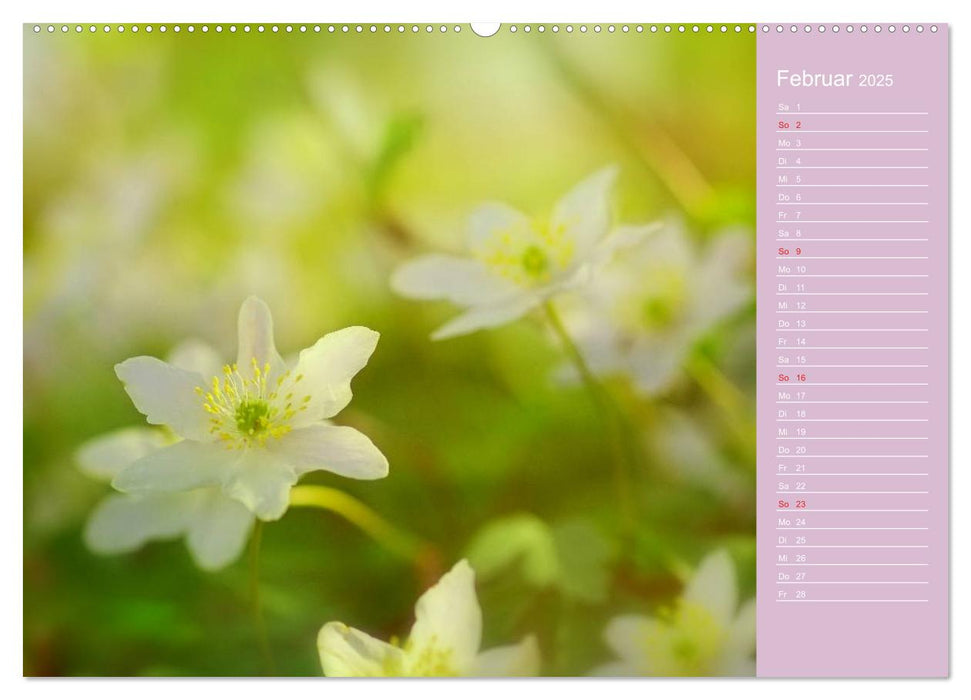 Blumenfreude (CALVENDO Premium Wandkalender 2025)