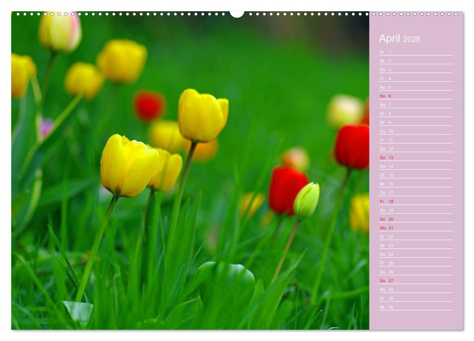 Blumenfreude (CALVENDO Premium Wandkalender 2025)