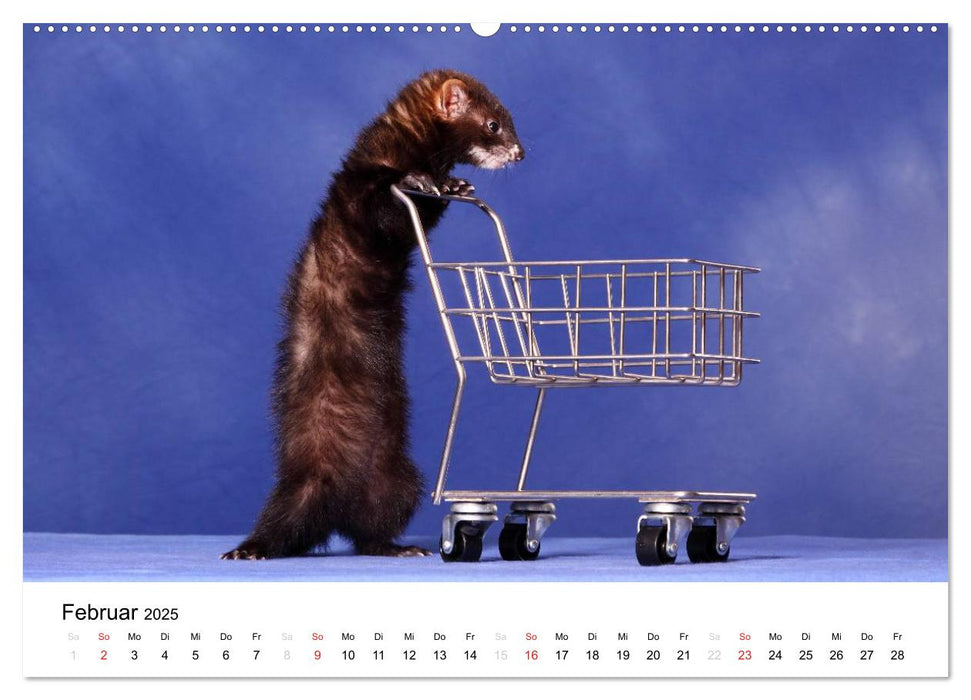 Frettchen - Ferrets (CALVENDO Premium Wandkalender 2025)