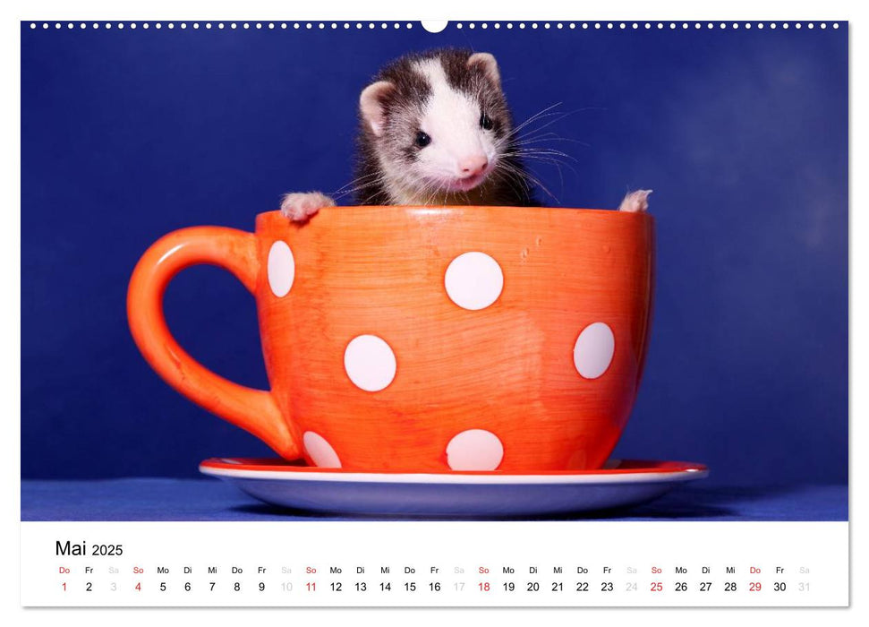 Frettchen - Ferrets (CALVENDO Premium Wandkalender 2025)