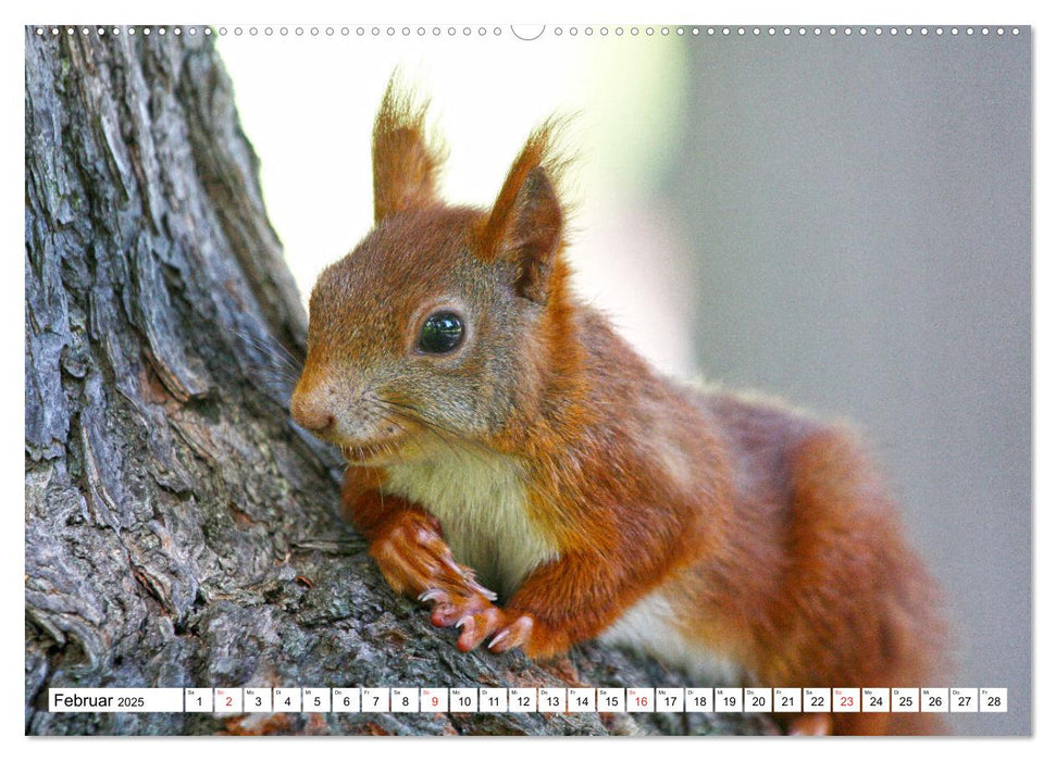 Eichhörnchen in freier Natur (CALVENDO Premium Wandkalender 2025)