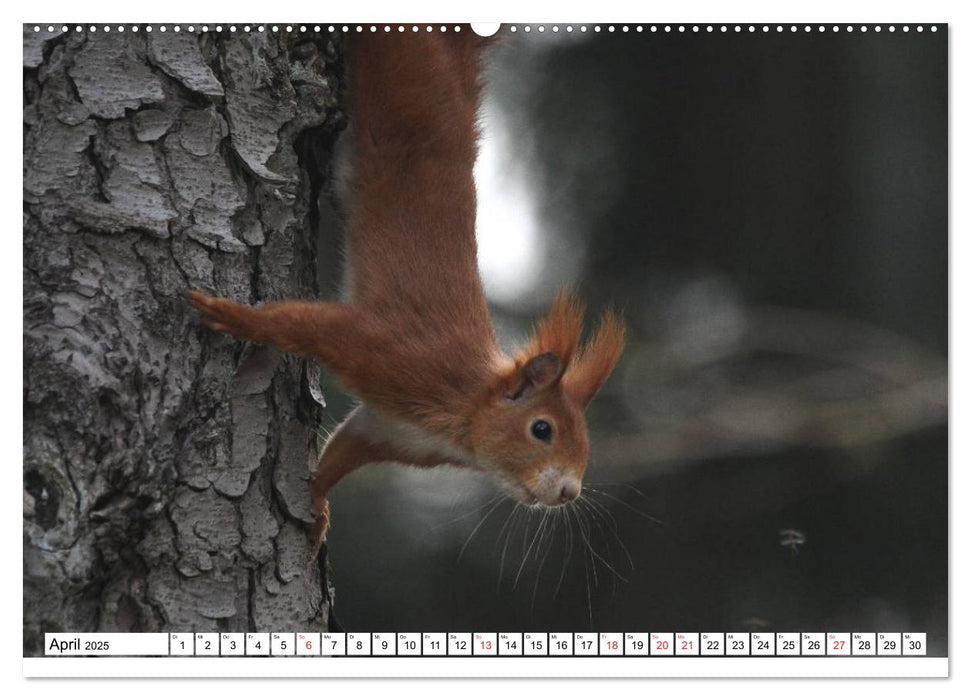 Eichhörnchen in freier Natur (CALVENDO Premium Wandkalender 2025)