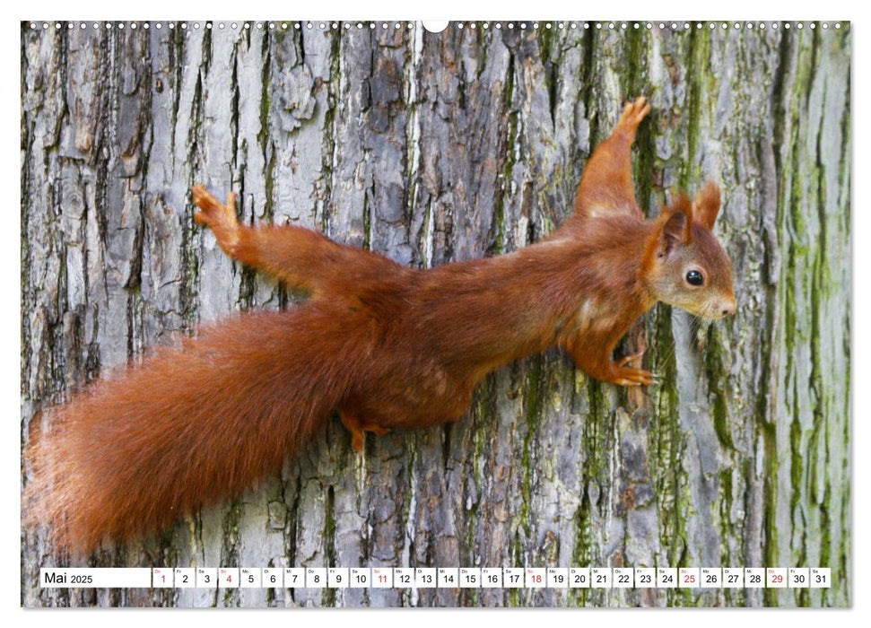 Eichhörnchen in freier Natur (CALVENDO Premium Wandkalender 2025)