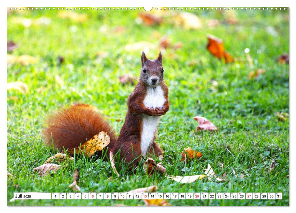 Eichhörnchen in freier Natur (CALVENDO Premium Wandkalender 2025)