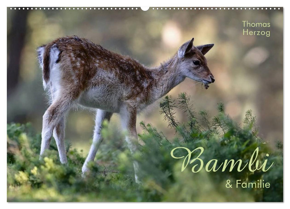 BAMBI & Familie (CALVENDO Wandkalender 2025)