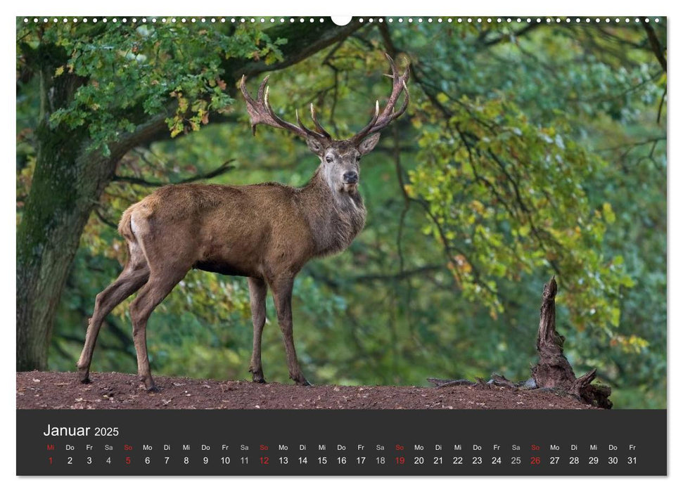 BAMBI & Familie (CALVENDO Wandkalender 2025)