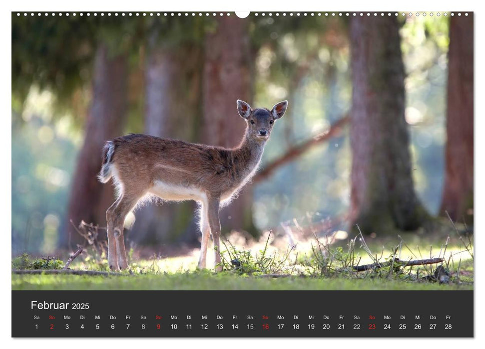 BAMBI & Familie (CALVENDO Wandkalender 2025)