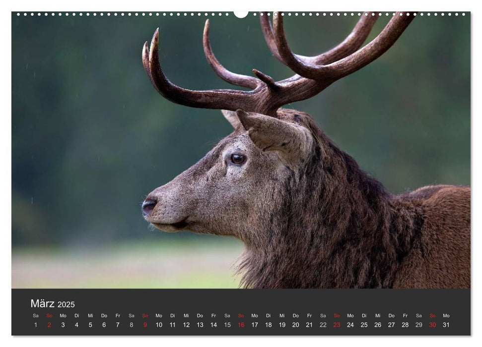 BAMBI & Familie (CALVENDO Wandkalender 2025)