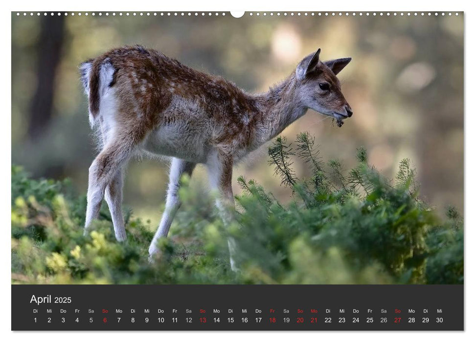 BAMBI & Familie (CALVENDO Wandkalender 2025)