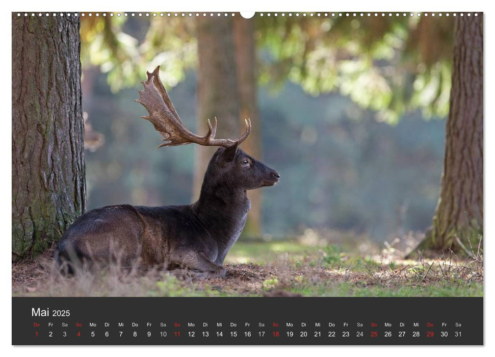 BAMBI & Familie (CALVENDO Wandkalender 2025)