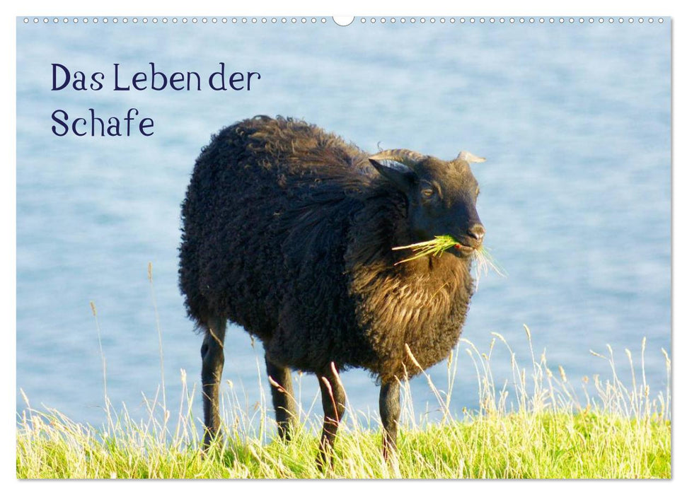 Das Leben der Schafe (CALVENDO Wandkalender 2025)