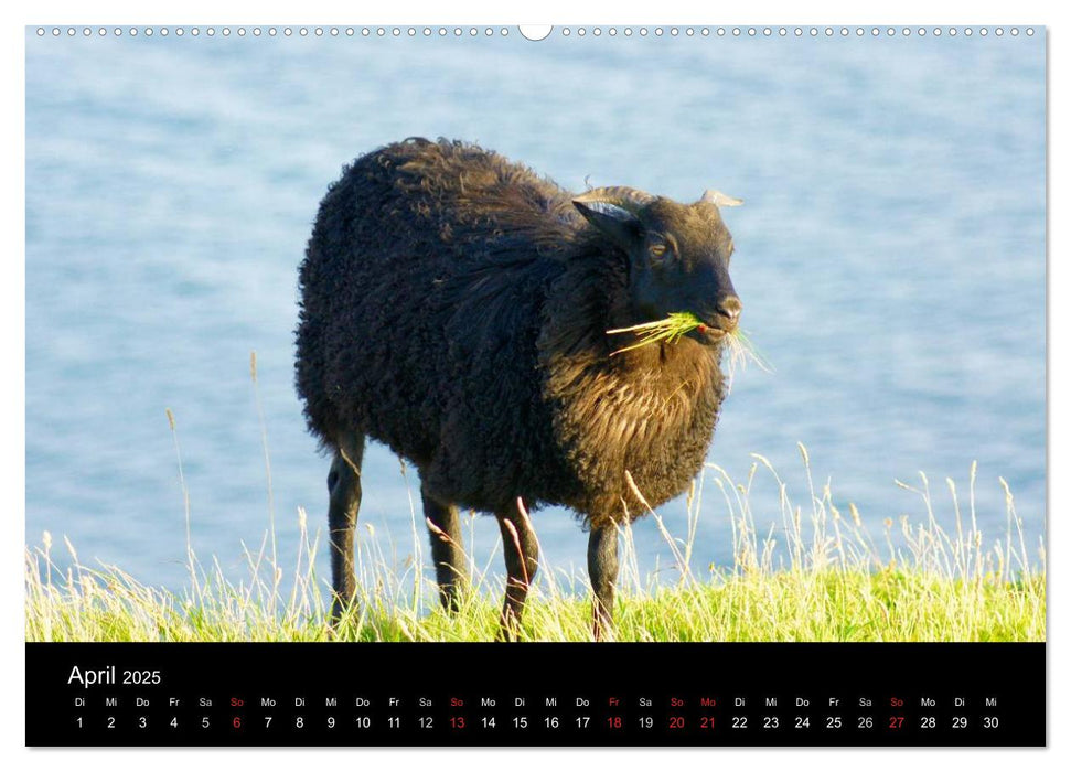 Das Leben der Schafe (CALVENDO Wandkalender 2025)