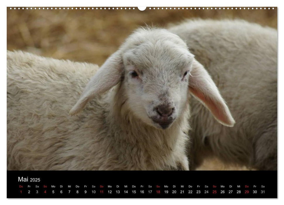 Das Leben der Schafe (CALVENDO Wandkalender 2025)