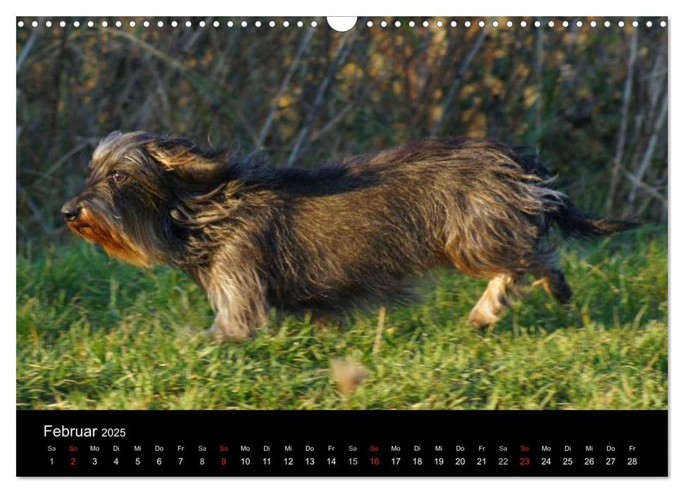 Der Zwergrauhaardackel - Eigensinnig und Liebenswert (CALVENDO Wandkalender 2025)