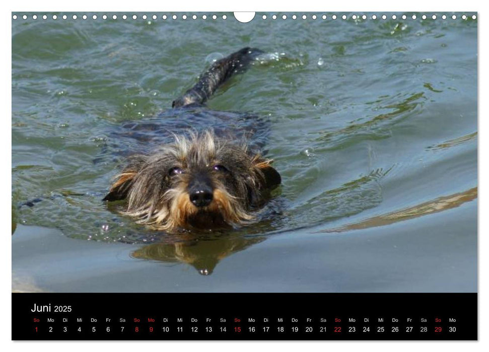 Der Zwergrauhaardackel - Eigensinnig und Liebenswert (CALVENDO Wandkalender 2025)