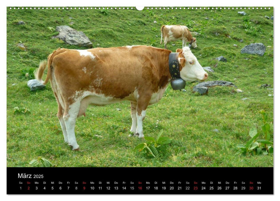 Die Welt der Kühe (CALVENDO Premium Wandkalender 2025)