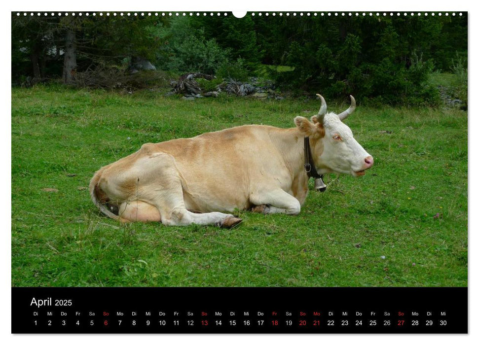 Die Welt der Kühe (CALVENDO Premium Wandkalender 2025)