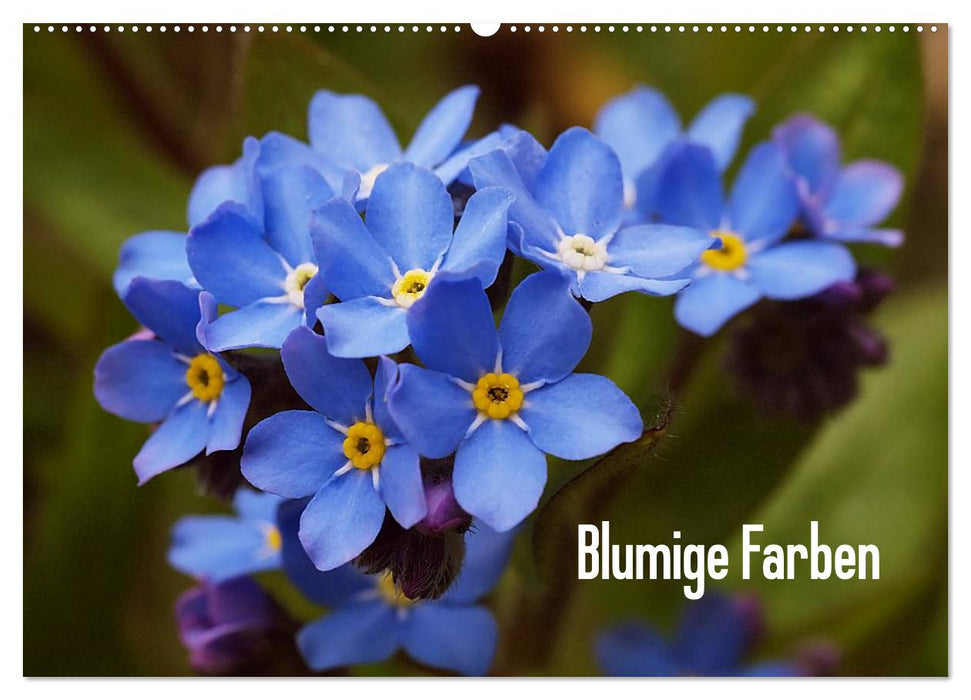 Blumige Farben (CALVENDO Wandkalender 2025)