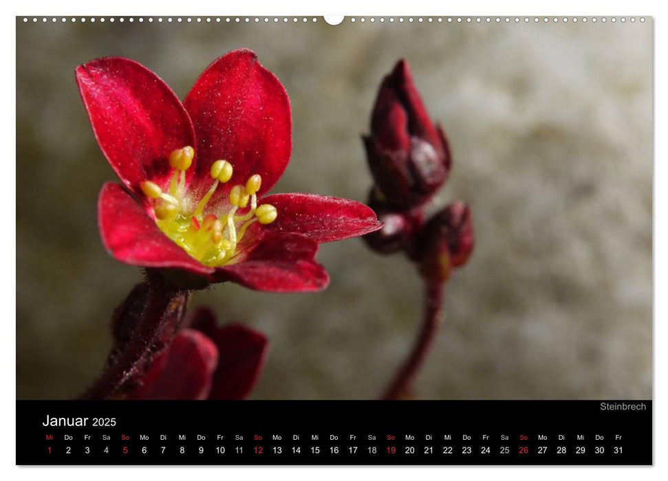 Blumige Farben (CALVENDO Wandkalender 2025)