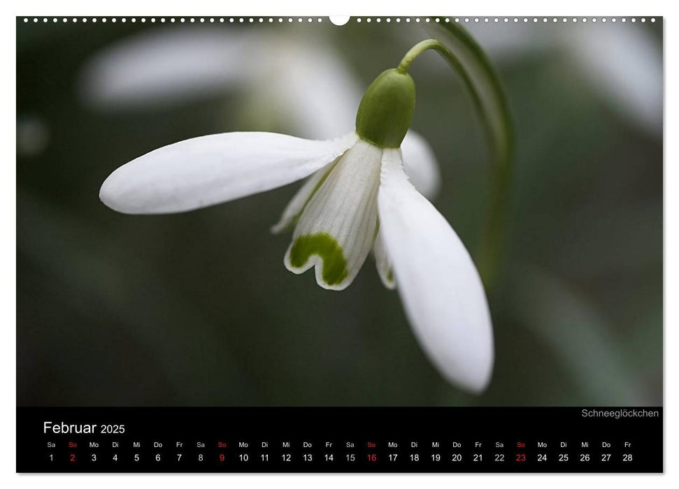 Blumige Farben (CALVENDO Wandkalender 2025)