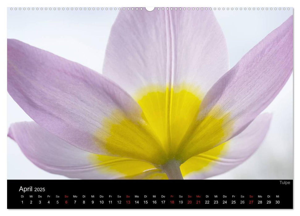 Blumige Farben (CALVENDO Wandkalender 2025)