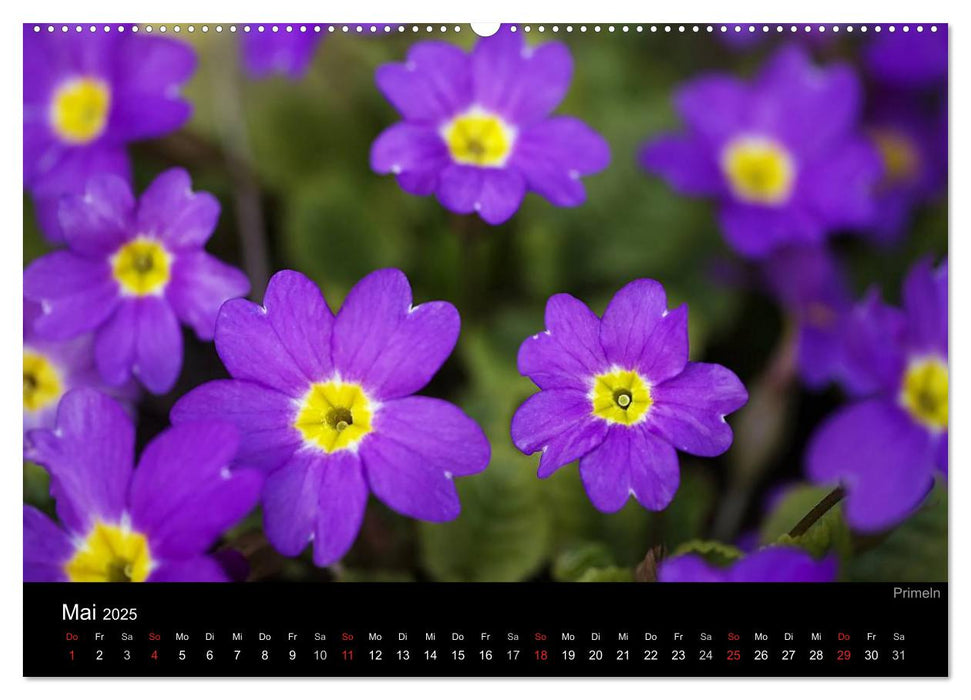 Blumige Farben (CALVENDO Wandkalender 2025)