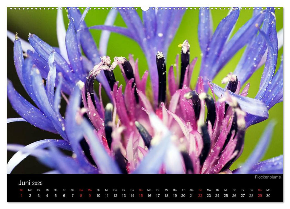 Blumige Farben (CALVENDO Wandkalender 2025)