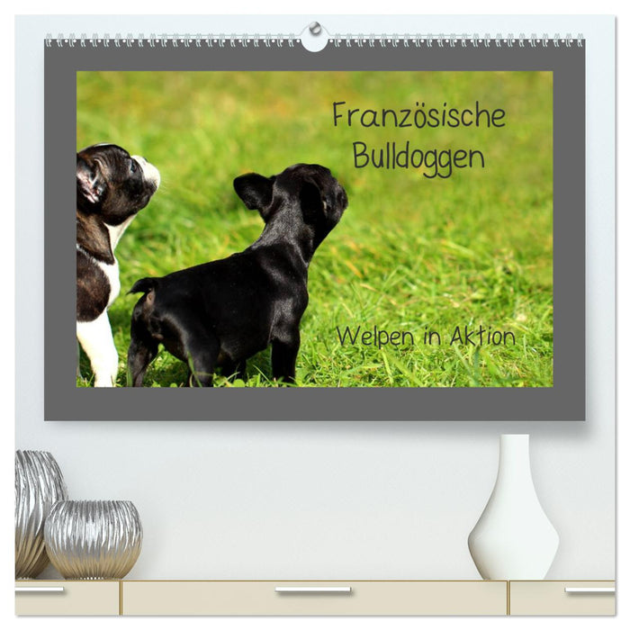 Französische Bulldoggen (CALVENDO Premium Wandkalender 2025)