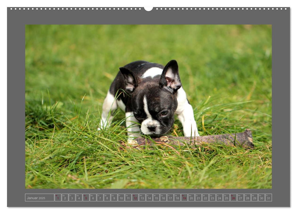 Französische Bulldoggen (CALVENDO Premium Wandkalender 2025)