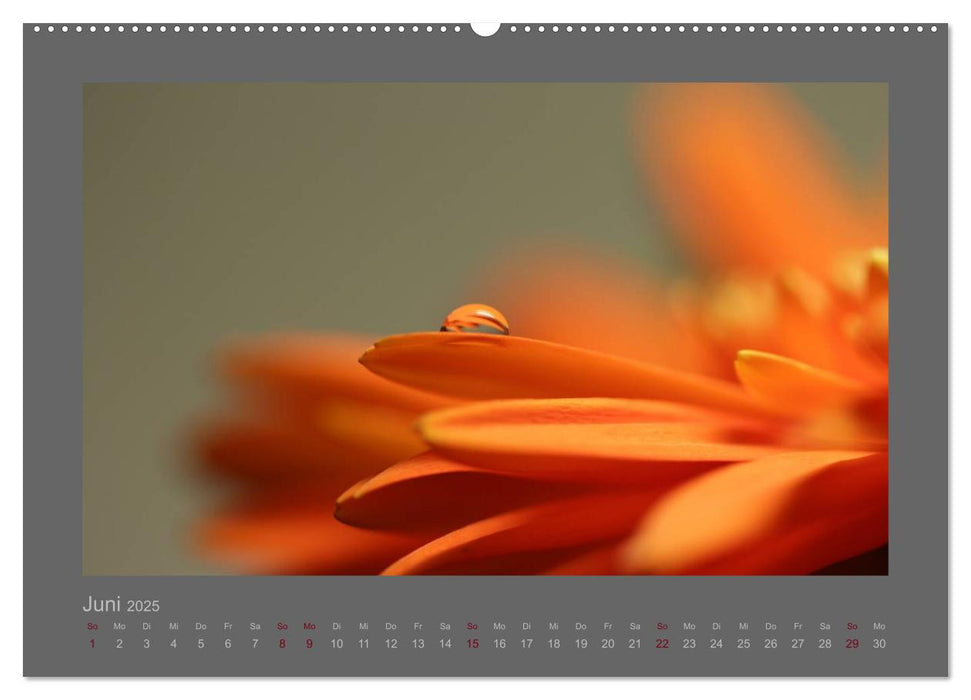 Kleine, große Tropfenwelt (CALVENDO Premium Wandkalender 2025)